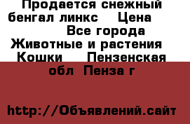 Продается снежный бенгал(линкс) › Цена ­ 25 000 - Все города Животные и растения » Кошки   . Пензенская обл.,Пенза г.